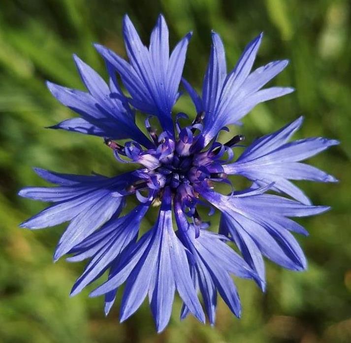 Découvertes sauvages au fil des saisons : le bleuet