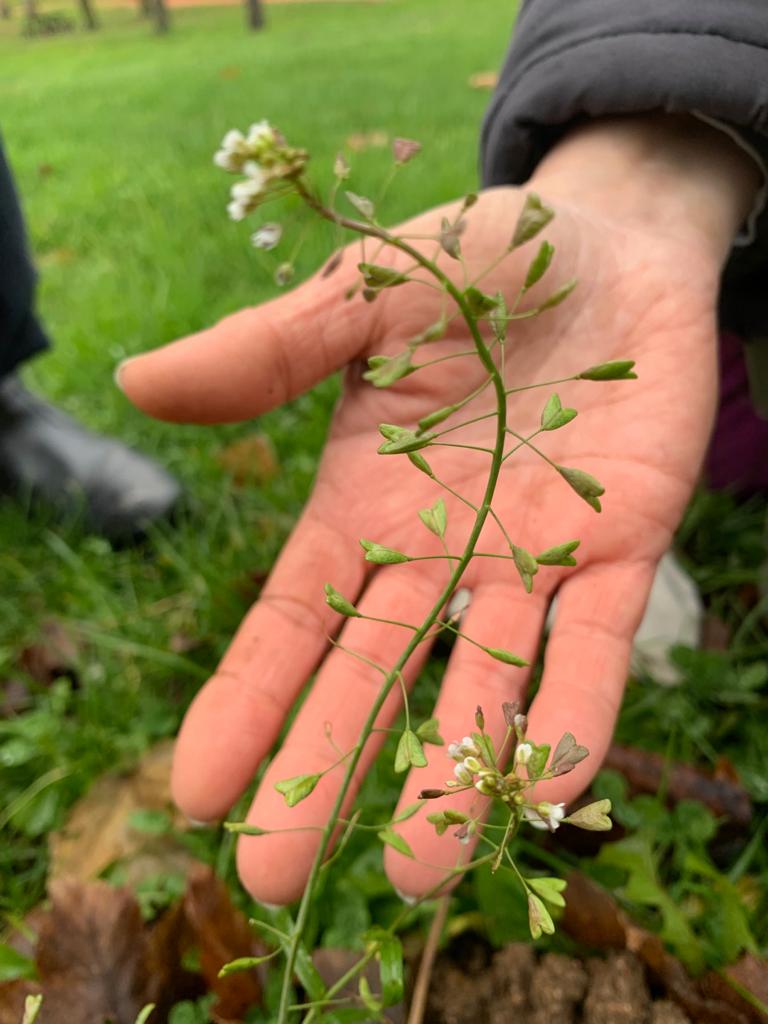 Découvertes sauvages au fil des saisons : la bourse-à-pasteur