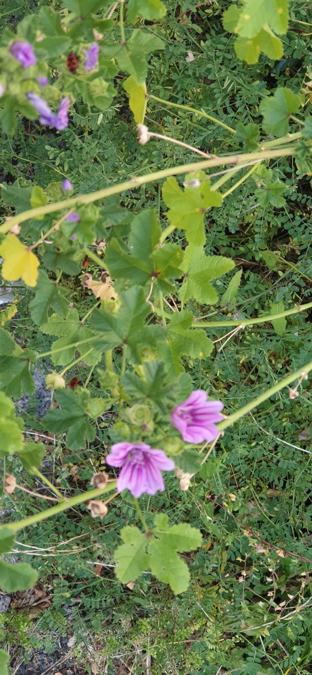 Découverte des plantes sauvages Découverte des plantes sauvages