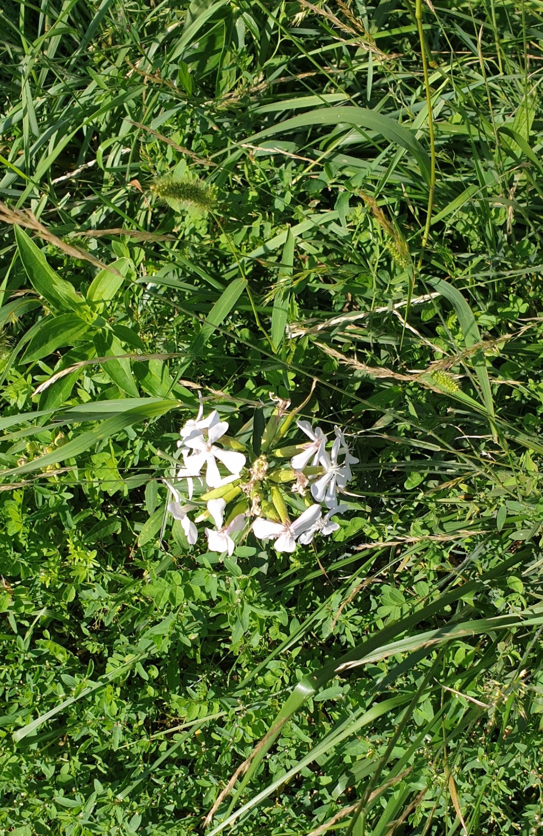 Découverte des plantes sauvages Découverte des plantes sauvages