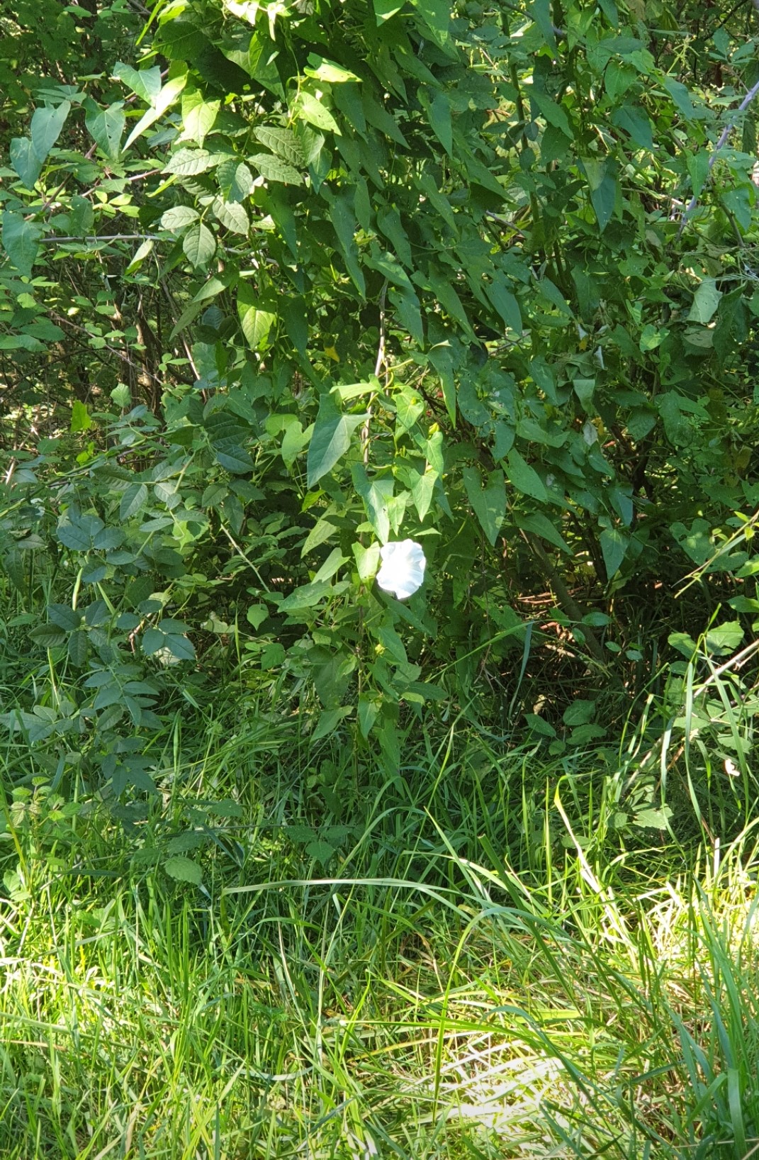 Découverte des plantes sauvages Découverte des plantes sauvages