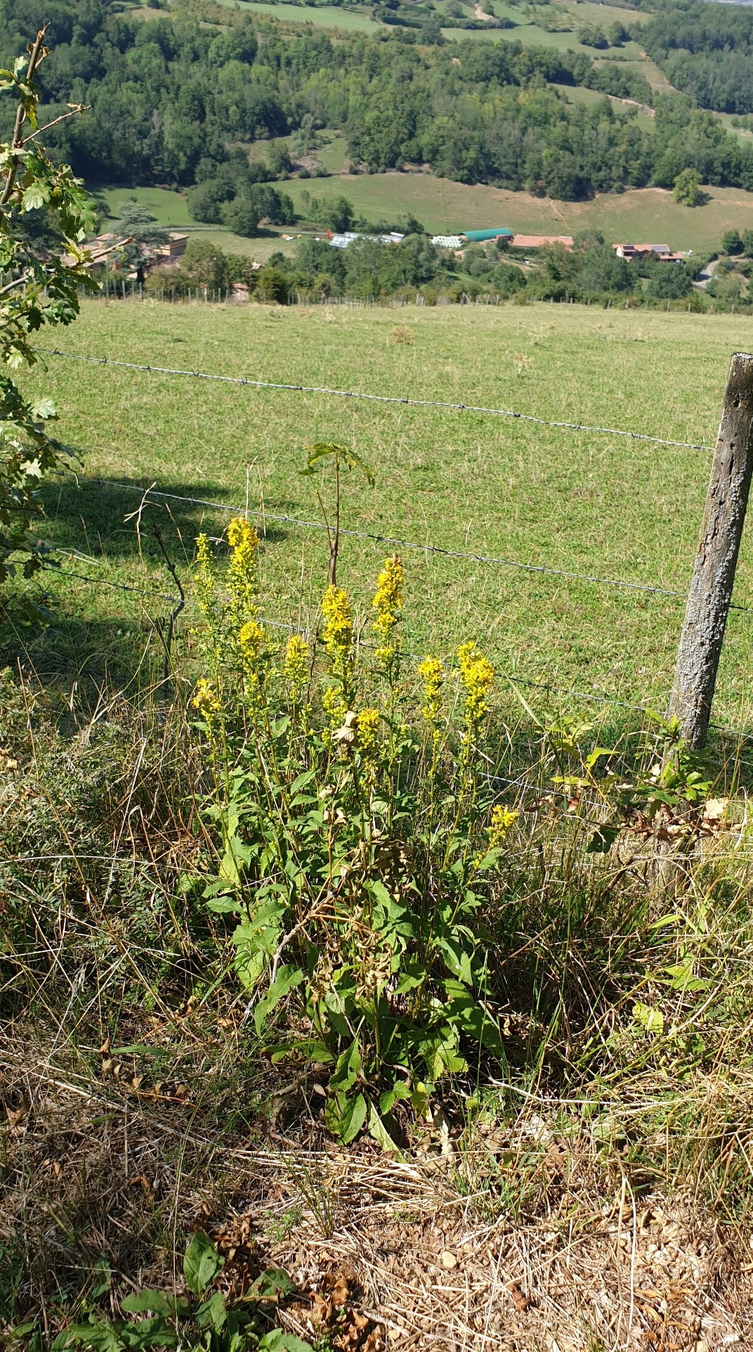 Découverte des plantes sauvages Découverte des plantes sauvages