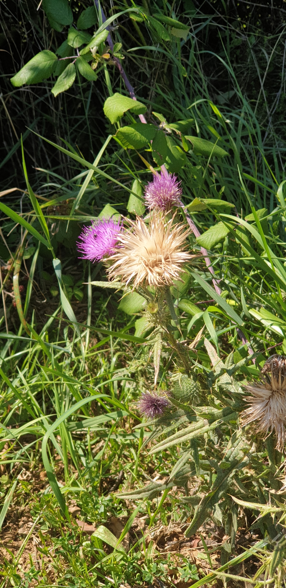 Découverte des plantes sauvages Découverte des plantes sauvages