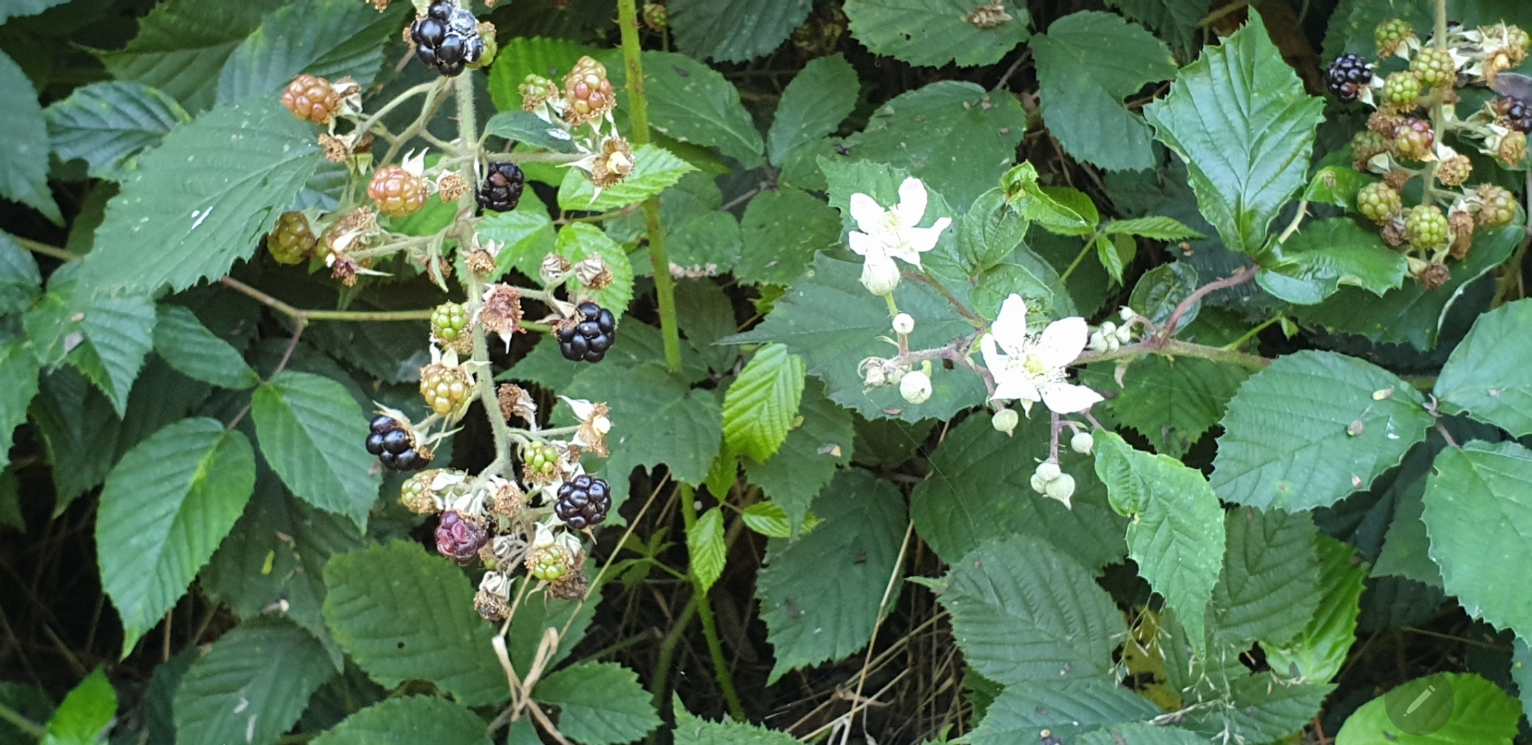 Découverte des plantes sauvages Découverte des plantes sauvages