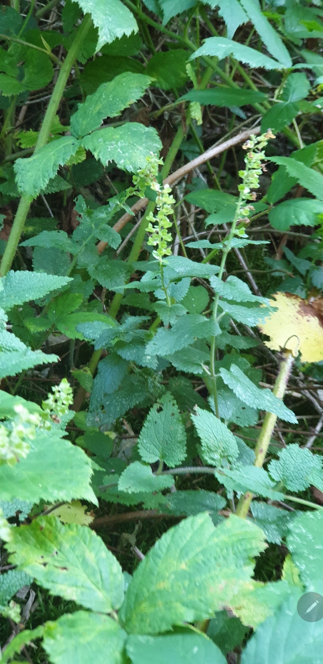 Découverte des plantes sauvages Découverte des plantes sauvages