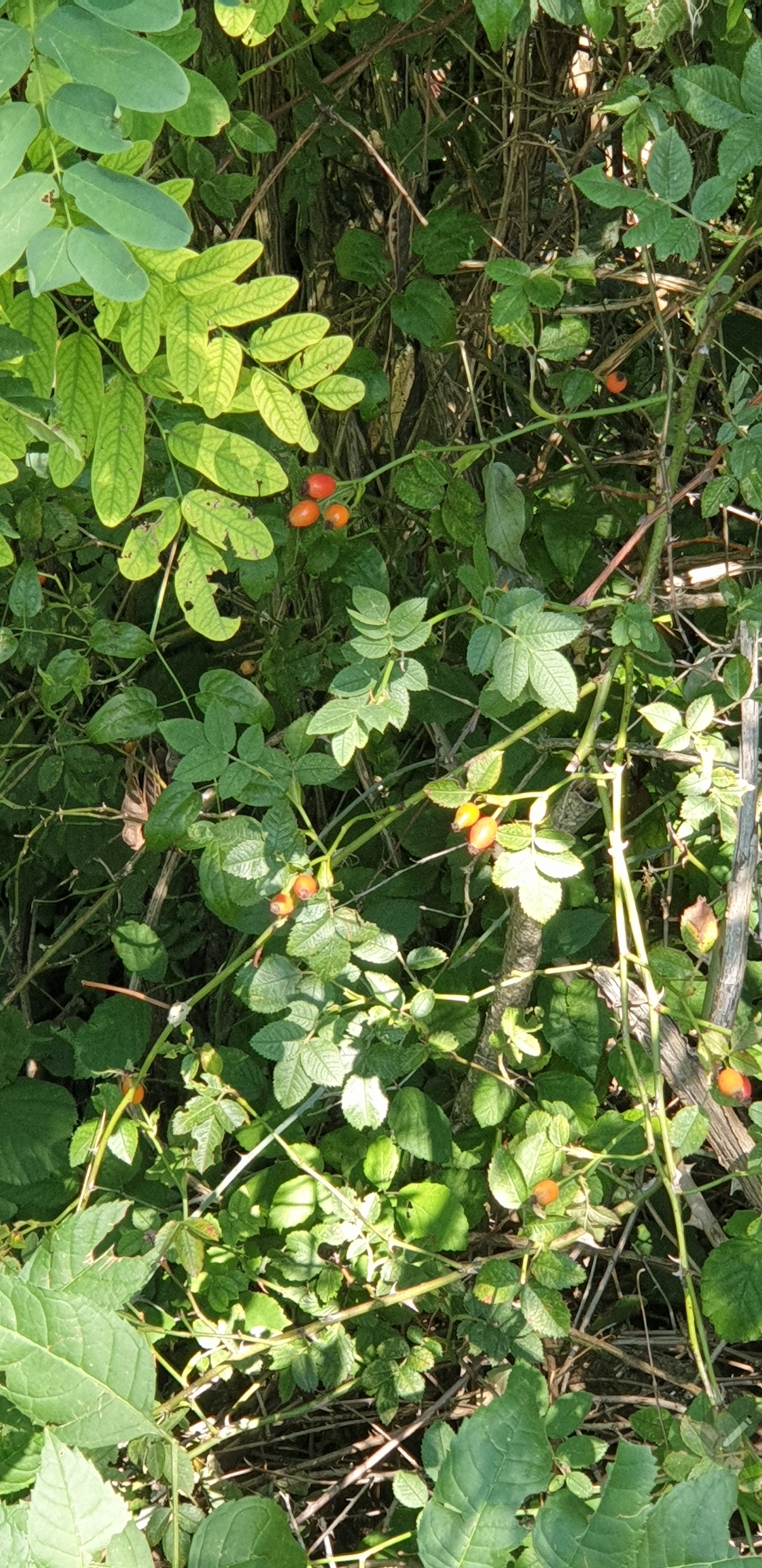 Découverte des plantes sauvages Découverte des plantes sauvages