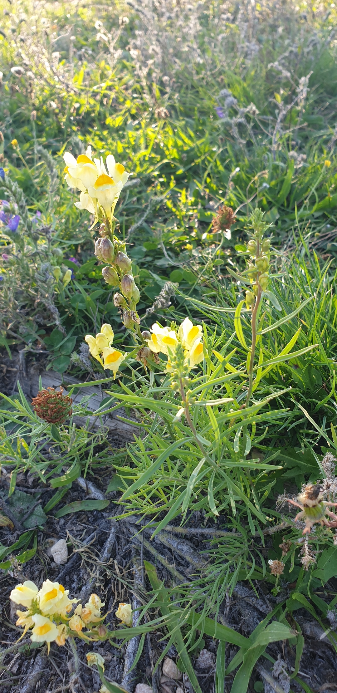Découverte des plantes sauvages Découverte des plantes sauvages