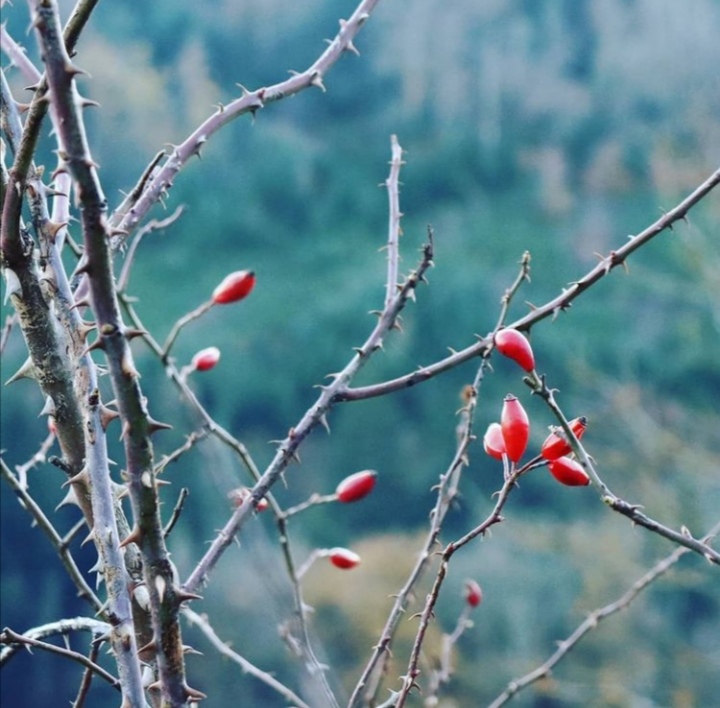 Découvertes sauvages au fil des saisons : l'églantier 